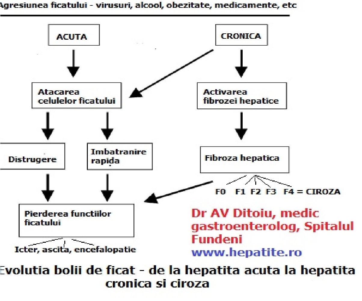 Diagnosticul de hepatita cronica
