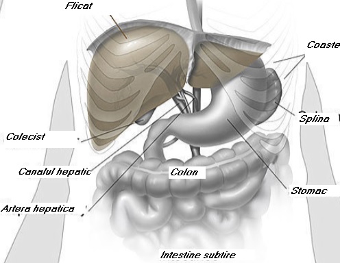 Organele interne ale omului – organele abdominale